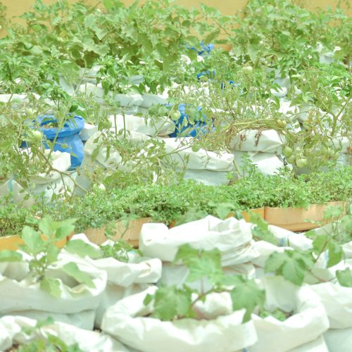 Le micro-jardinage à l’école : semer la foi, la patience et la responsabilité