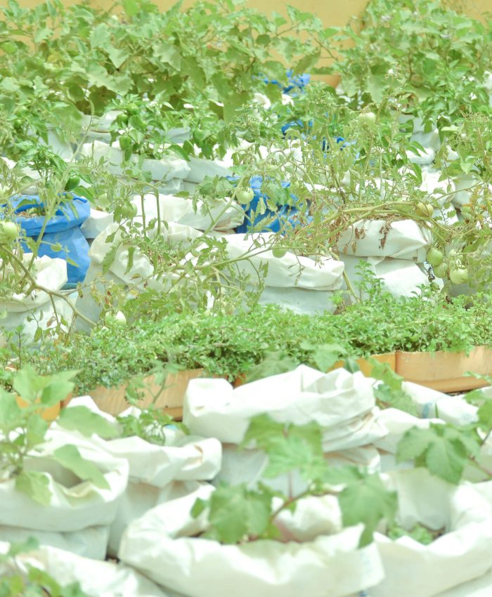 Le micro-jardinage à l’école : semer la foi, la patience et la responsabilité